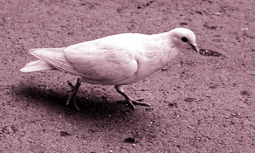 a pigeon with its beak in a sandy area