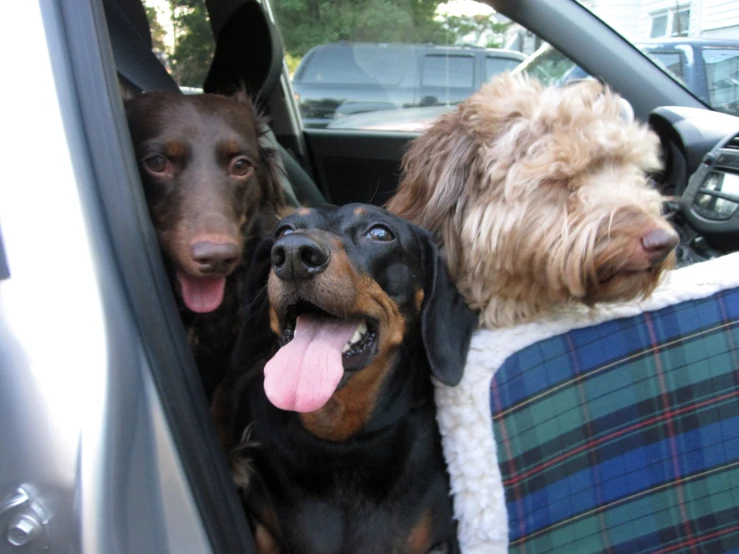 three dogs are in the back seat of a vehicle with their tongue out