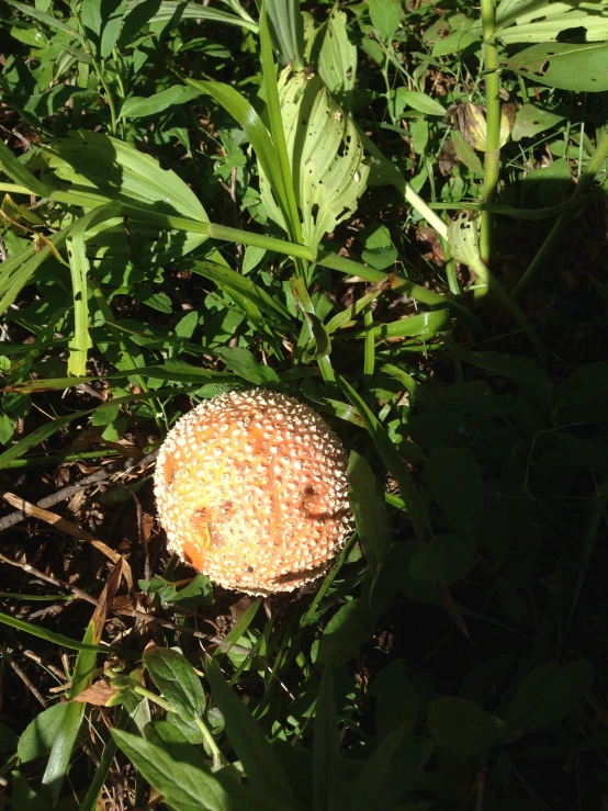 an orange mushroom sits in the shade on the ground