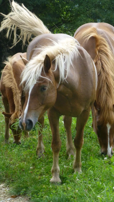 three horses are grazing in the grass on a hill