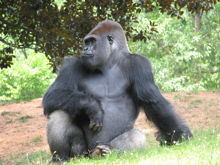 a gorilla sitting in the grass with his hands on it's hips