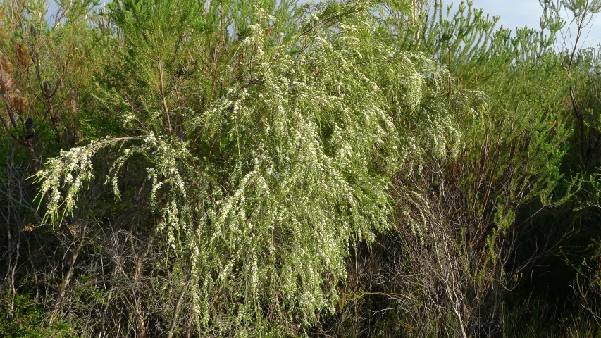 a bird is sitting on top of a tree near some bushes