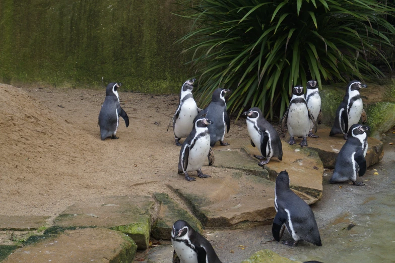 several penguins are walking around in the sand