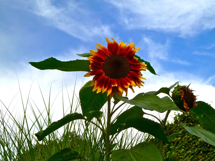 a large sunflower sits alone near the grass