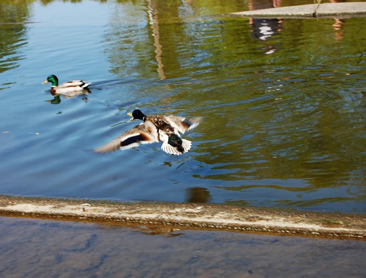 two ducks swimming in a pond with water