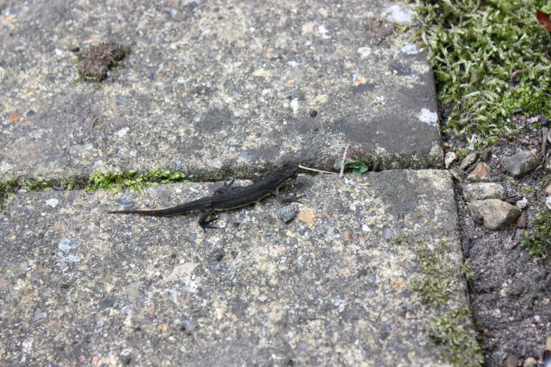 a small lizard is laying in the grass next to a sidewalk