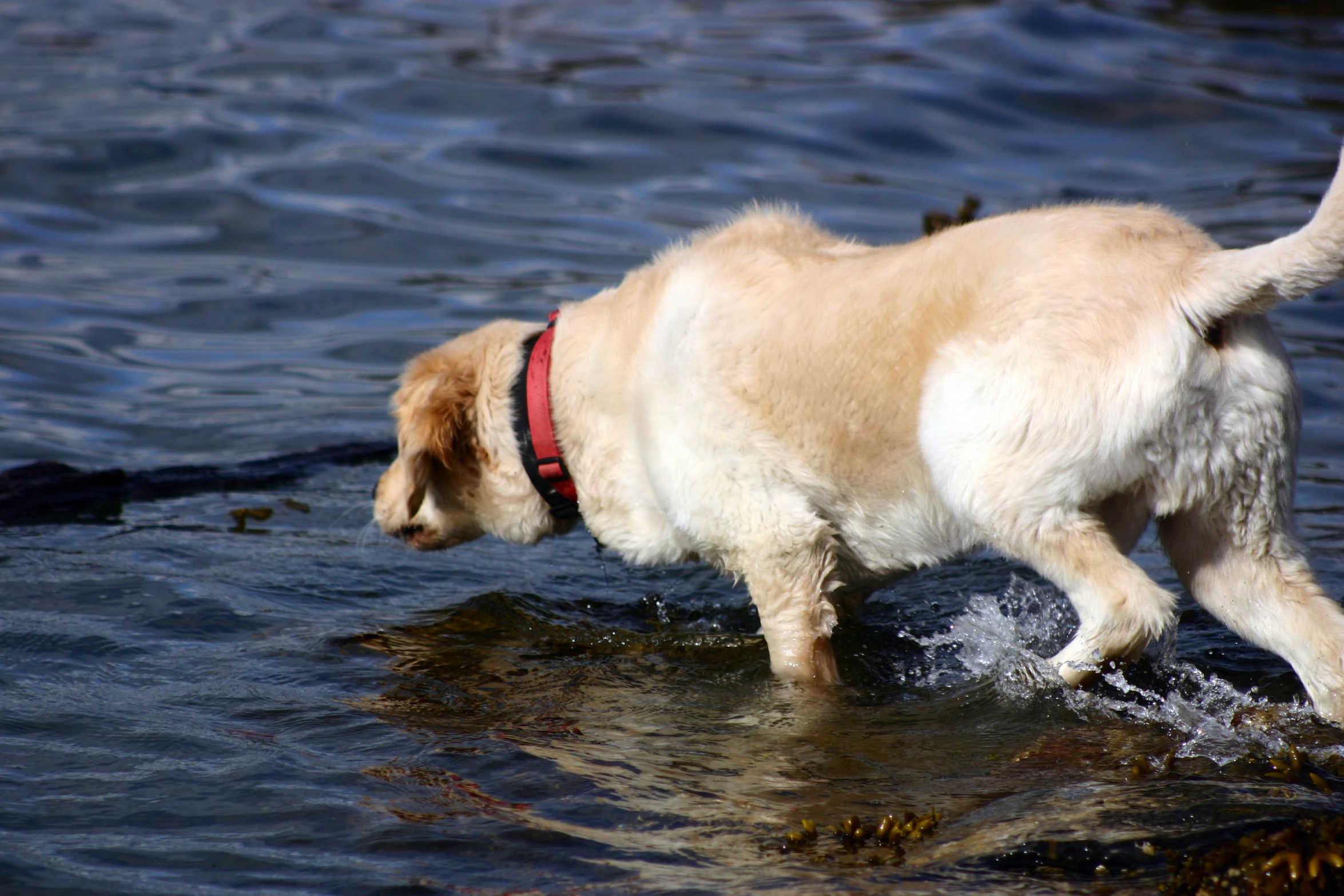 a yellow lab walks through shallow water in a pond