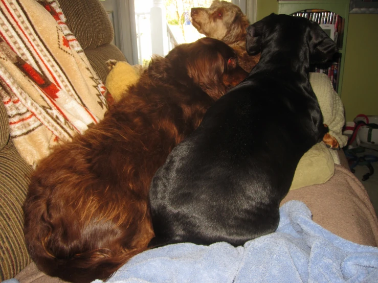 a couple of dogs are laying on a couch