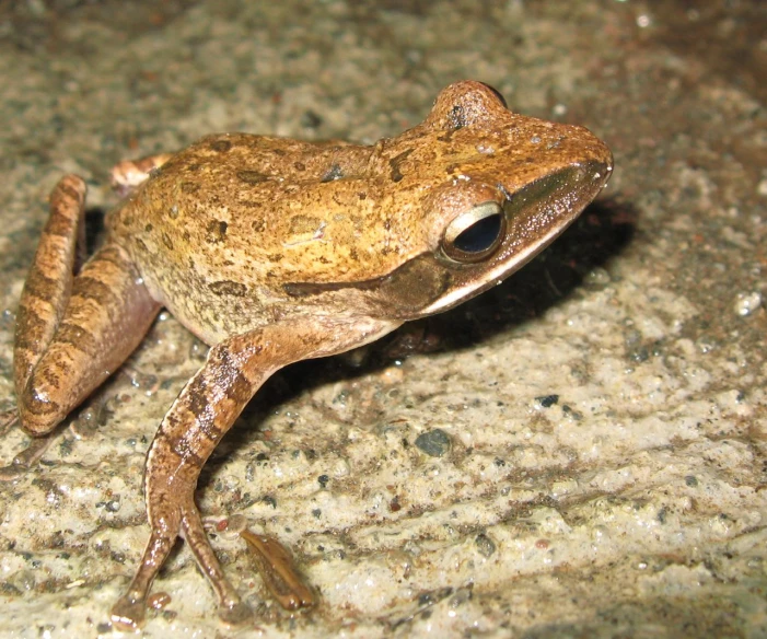 a brown frog sitting on top of a granite floor