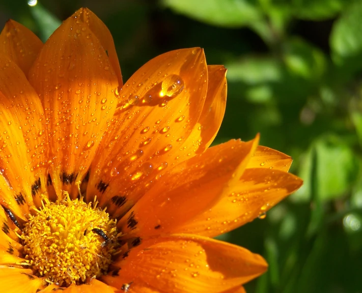 a close up of a yellow flower with dew