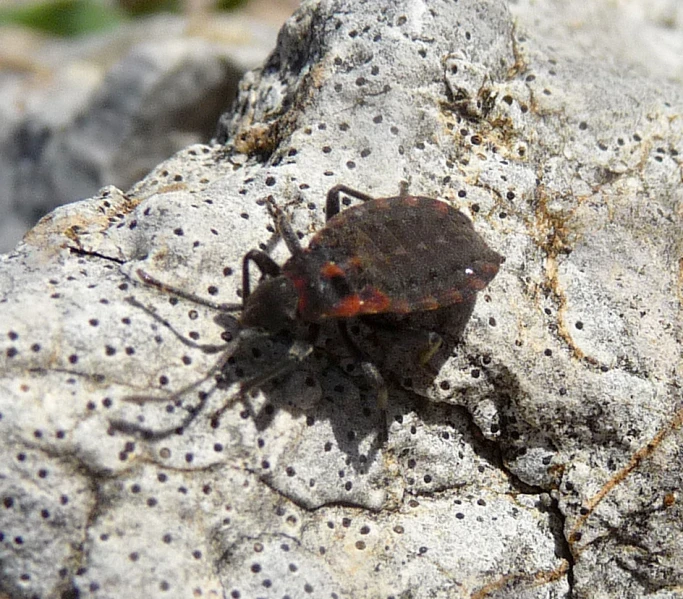 a bug that is sitting on some rocks