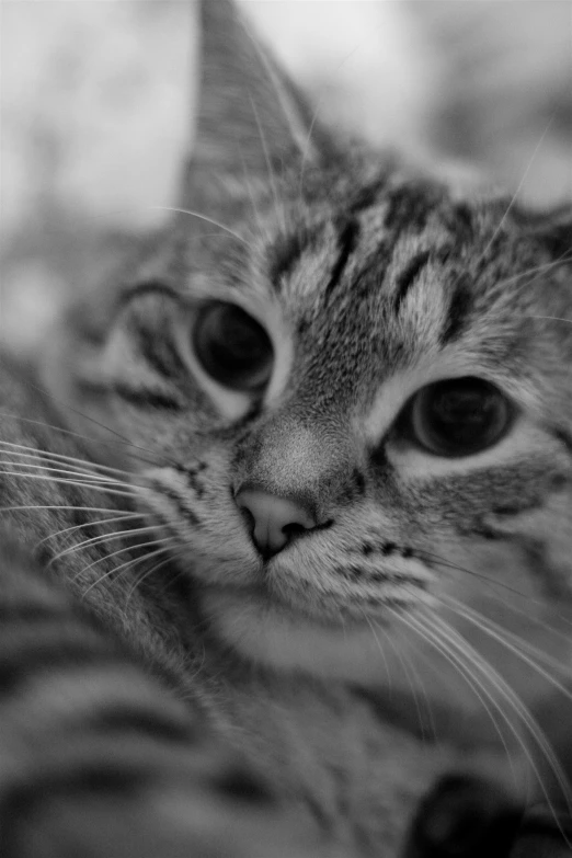 a black and white po of a cat looking away