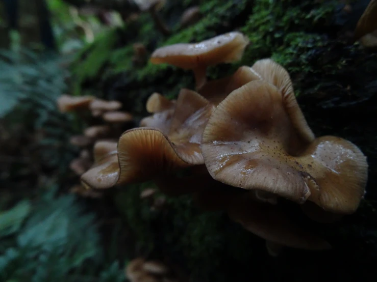 many mushrooms growing on the side of a tree