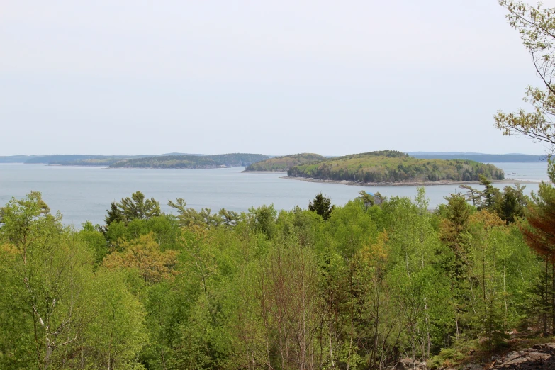 a man in black shirt and trees looking at water