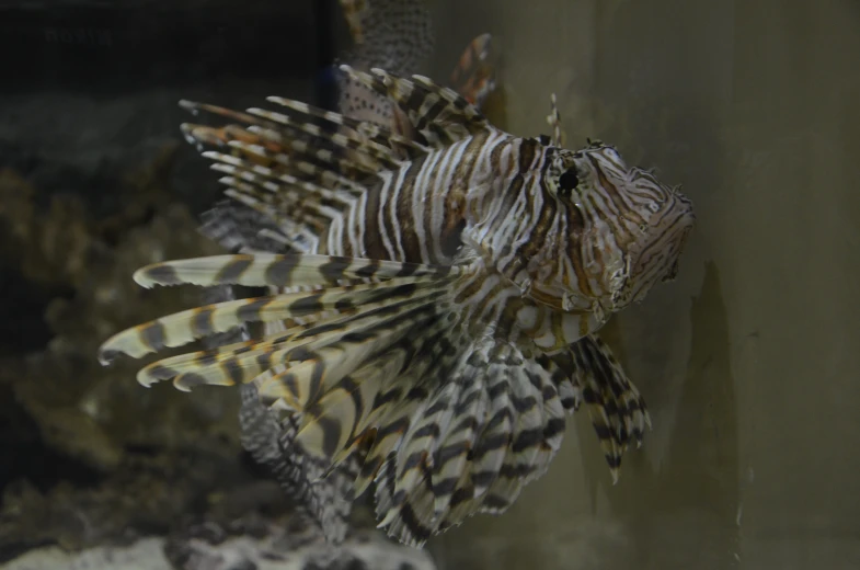 a lionfish swimming near some corals with a blurred background