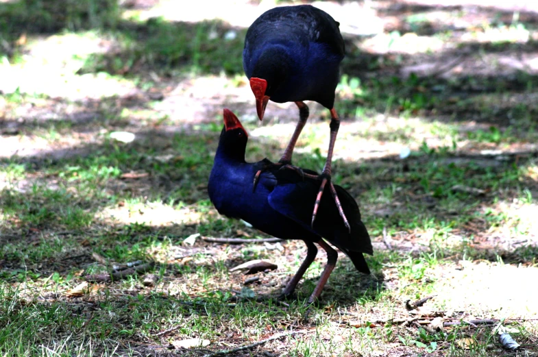 two birds facing each other near the grass