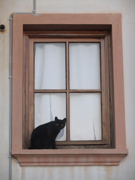 the black cat is sitting in the window sill