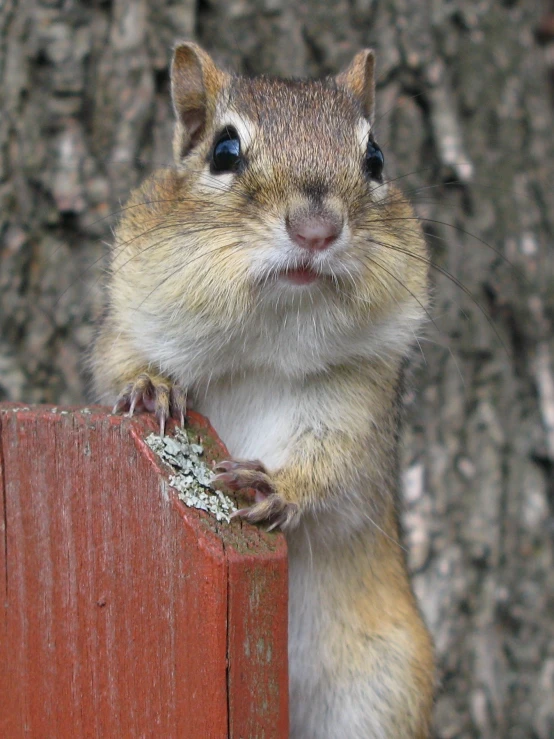 a close up of a squirrel on top of a wooden fence