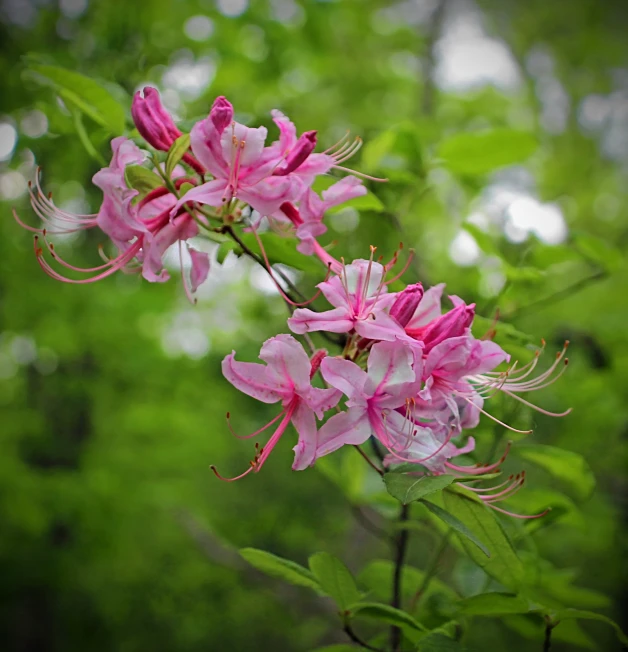 a close - up po of the pink flowers on a bush