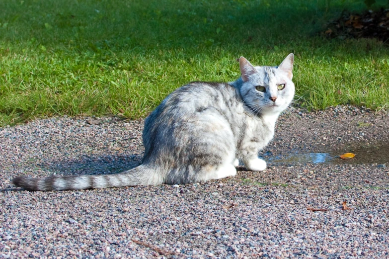 the cat is sitting outside by the dle