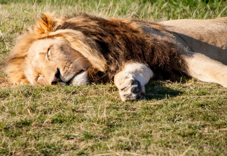 a large lion laying on top of a grass covered field