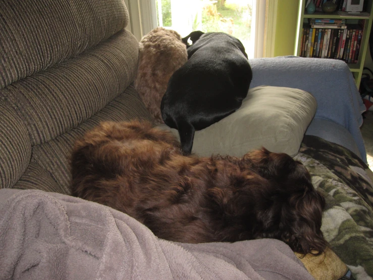 two dogs sleep on the back of a couch