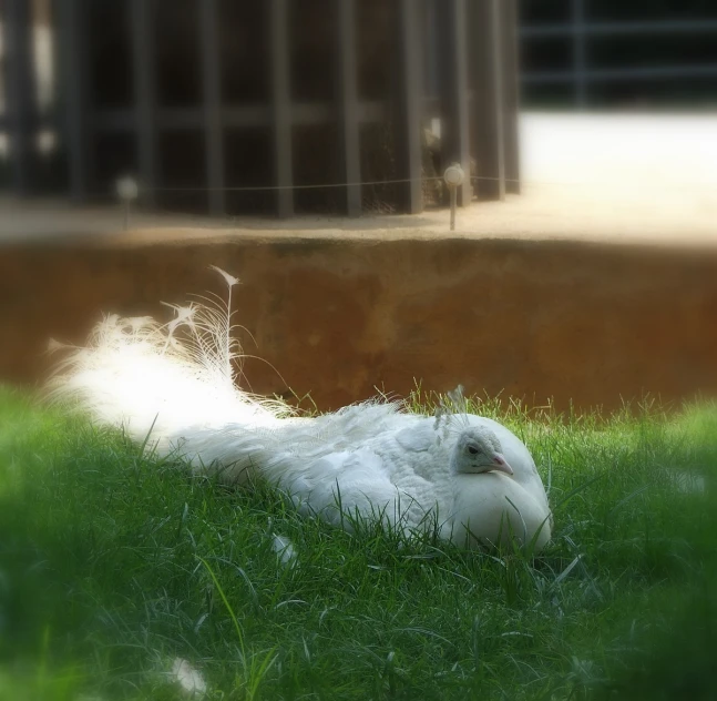 a small bird is lying in the grass