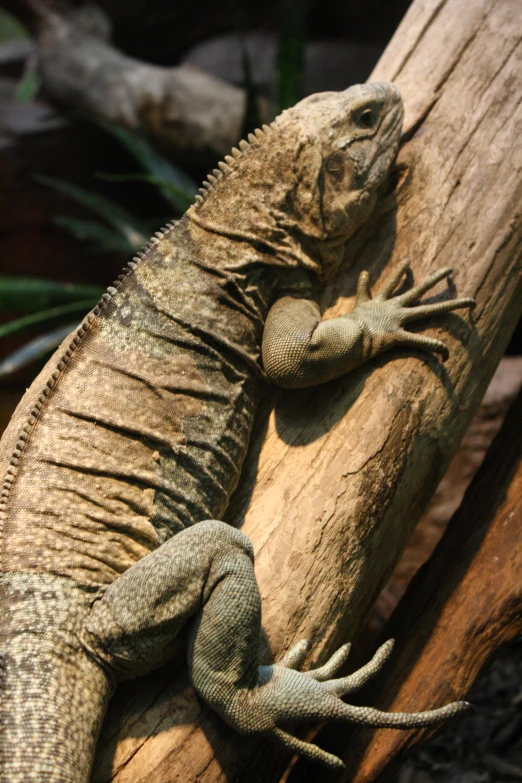 two lizards sitting on top of a wooden log