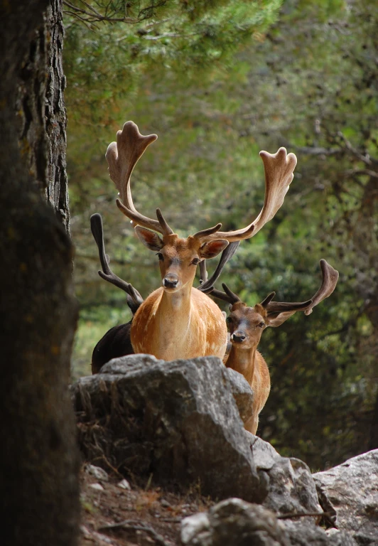 two large antelope standing by each other in the woods