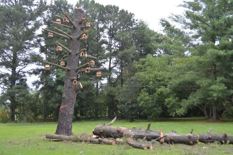 a large tree that has lots of logs and various pieces of wood