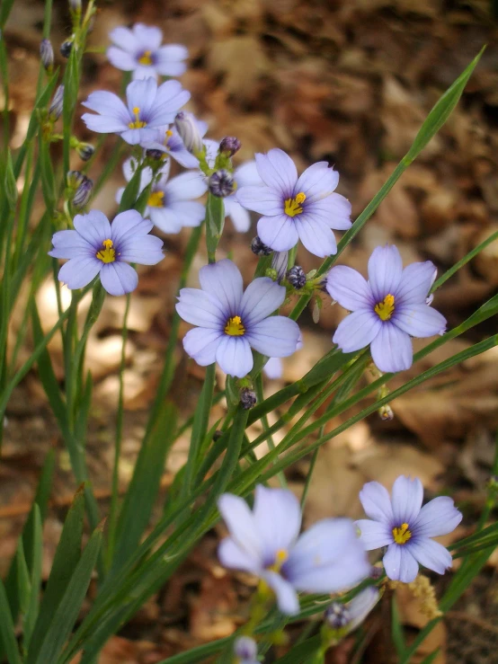 blue flowers are growing from the top of grass