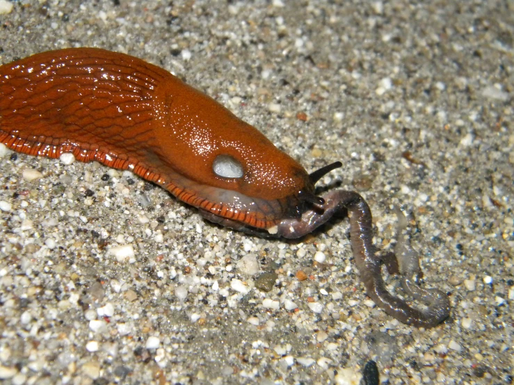 there is an orange slug crawling on a sidewalk