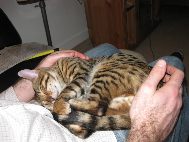 the man is holding a tiger cat by his chest