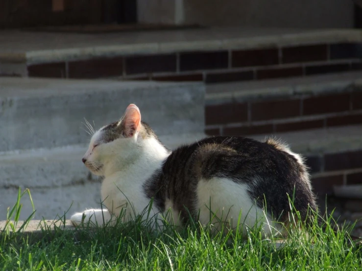 a cat is sitting on the grass looking upward