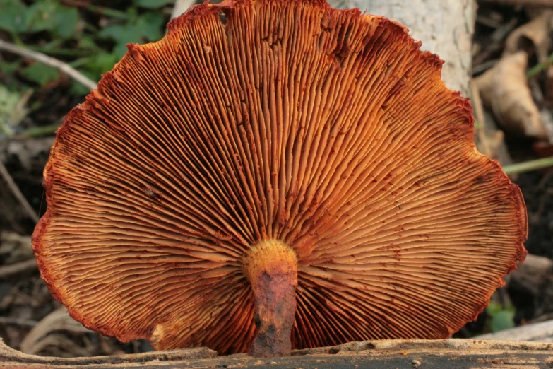 a large mushroom growing out of a tree trunk