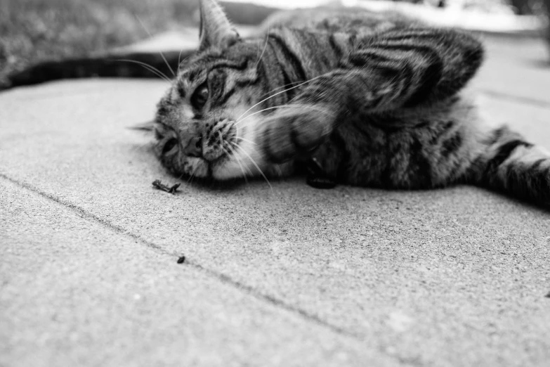 a cat that is laying down on a sidewalk