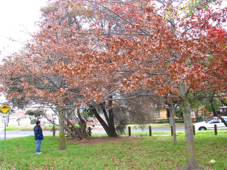 a boy stands next to some trees with red leaves