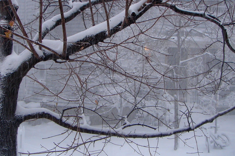 snowy city view from up high, looking through tree nches