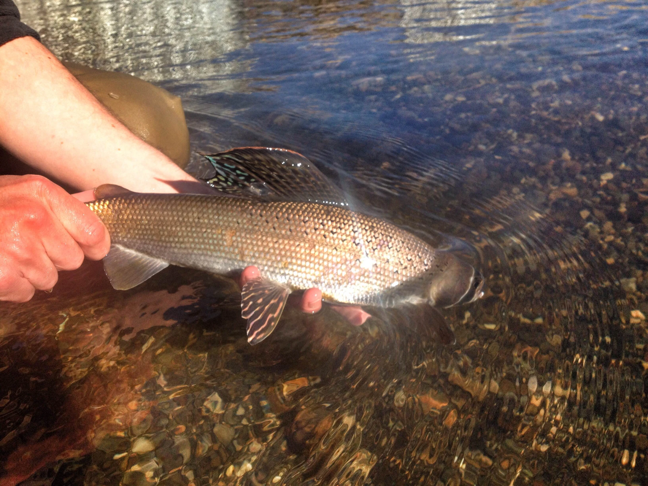 a person holding onto a fish with a lure on it