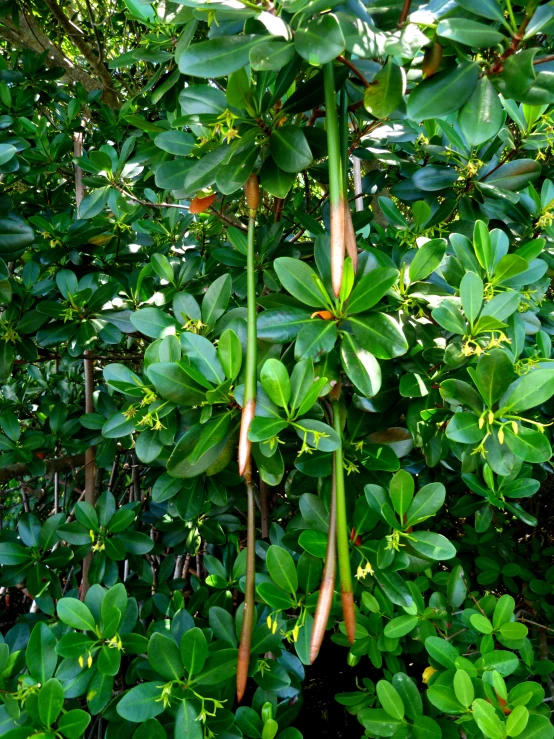 some very green plants that are in some leaves