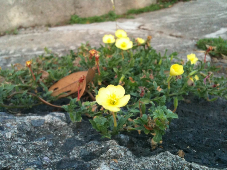 a group of yellow flowers grows near rocks