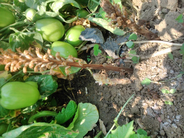 green plants with large leaves and brown stems