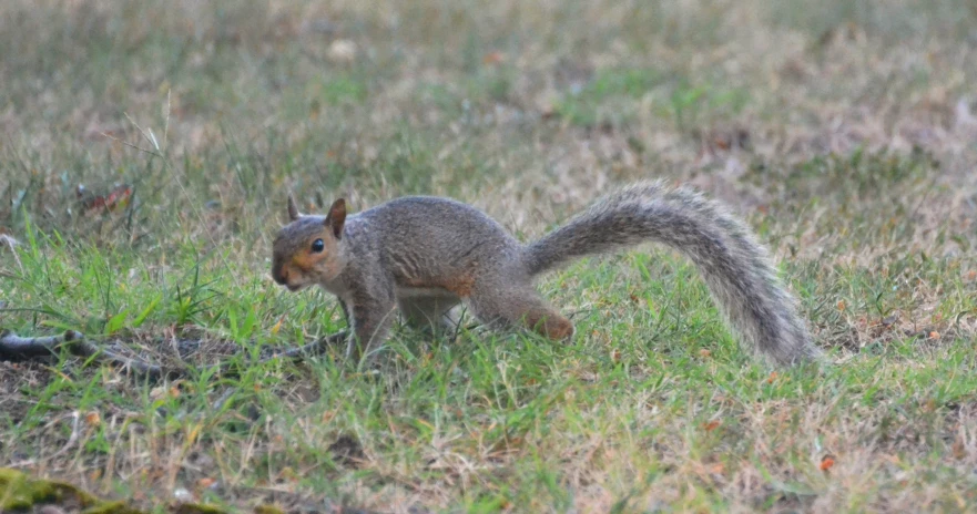 a squirrel is standing on the grass with its foot in the air