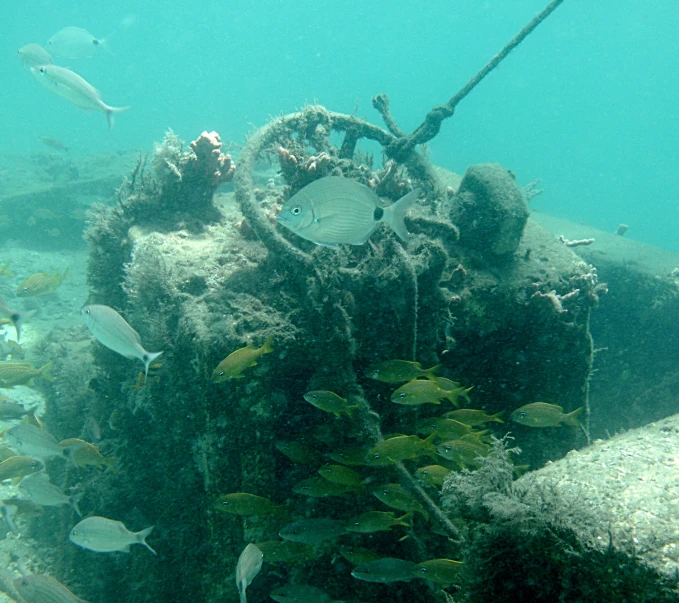 several different types of fish under the surface