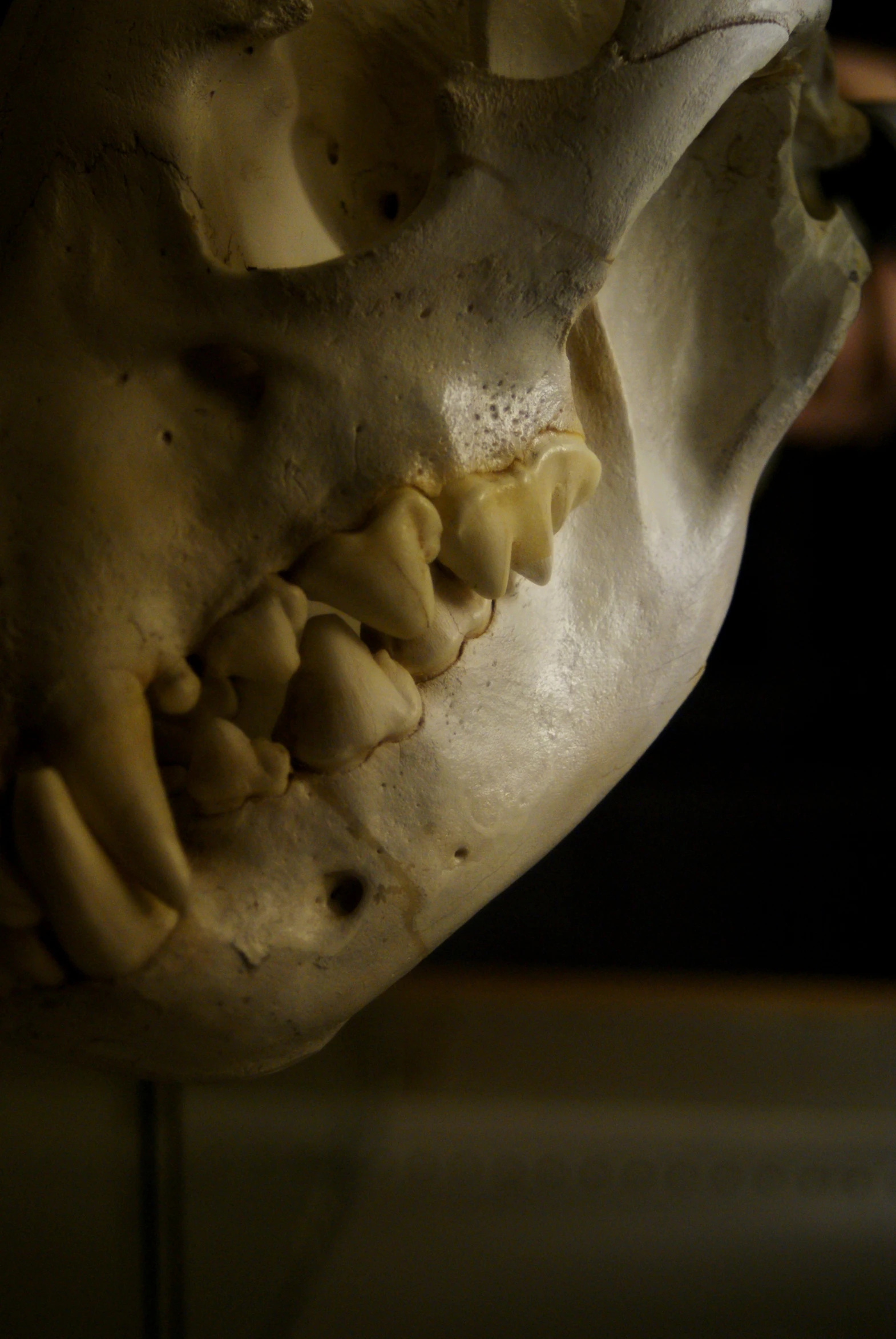 the skull has a full mouth and is made of white clay