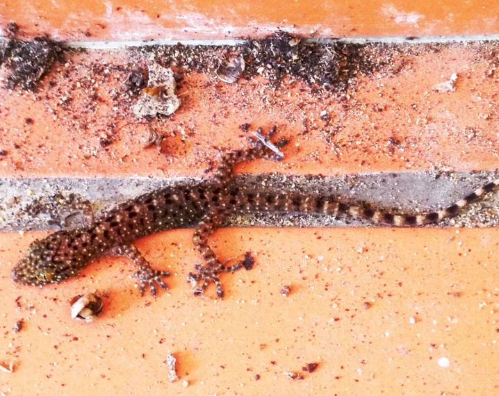 a brown and black lizard on the ground