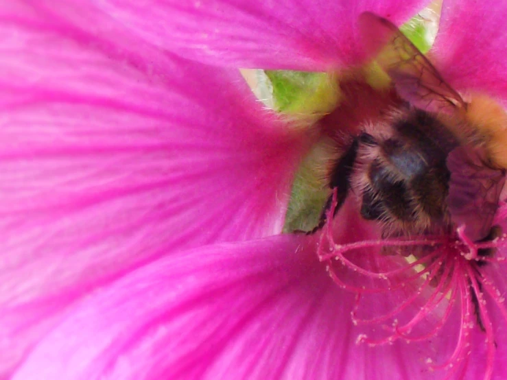 a bee in a large pink flower with green and yellow