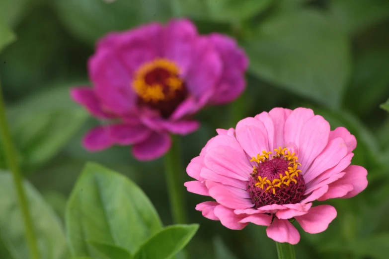 a pink flower with yellow stamen surrounded by other flowers