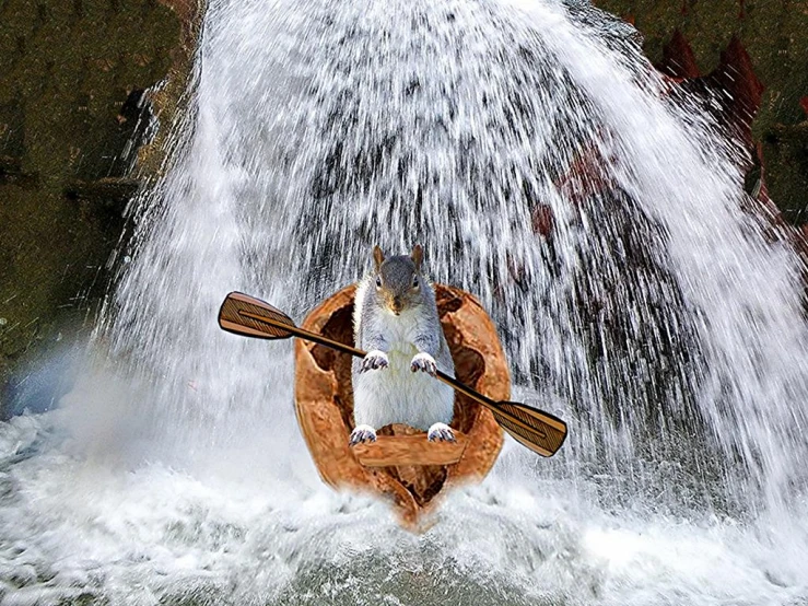 a cat is rowing in a raft full of water