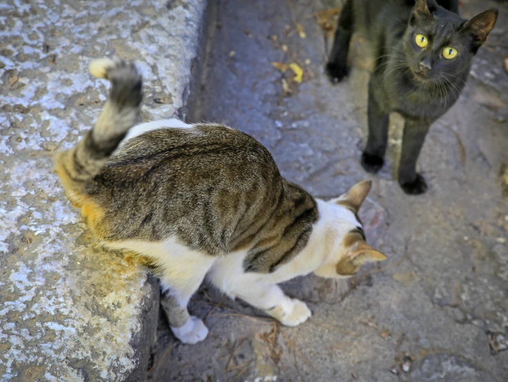 a cat with paws out as it stands next to another